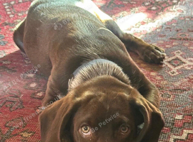 Beautiful 8-month-old Beagle &times; Labrador looking for his forever home