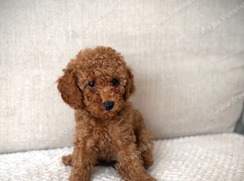 LAST GIRL AVAILABLE. TOY COCKAPOO&rsquo;S