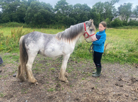 Yearling Blagdon colt