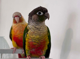 Pair of Conure male and female baby&rsquo;s