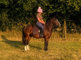 10 year old 13hh  happy hacker/kids pony