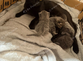 5 beautiful kittens for sale