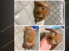 Mini lop