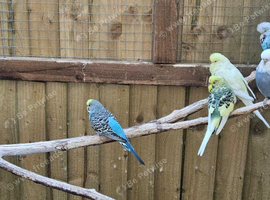 Mixed breading pair budgies