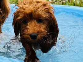Sad rehoming of a beautiful cavapoo girl