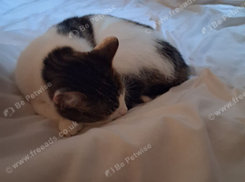 Female cat