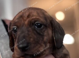 PRA clear Miniature Dachshund Boys.