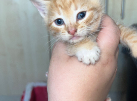 Beautiful kittens for sale