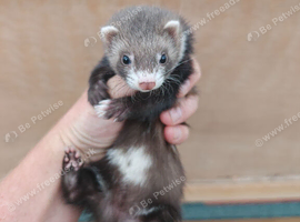 Unique micro jill- Nearly 6months old.