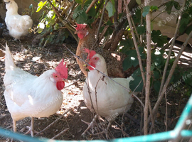 Six chickens hens, good layers, blue/olive/white and brown eggs