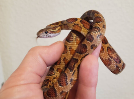 Juvenile corn snakes