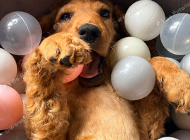 Carmel cockapoo