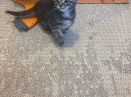 2 beautiful kittens