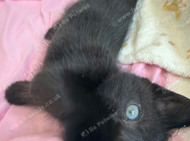 Beautiful kitten female needing home