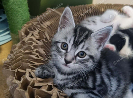 Grey & white tabby