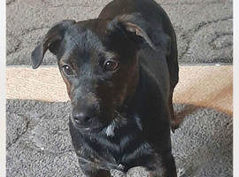 Jack russle boy