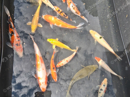 Koi carp