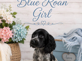 ️️️️️Show type cocker spaniel puppy last blue roan girl
