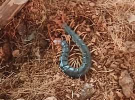 I have a red hed centipede and setup