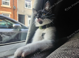 Male cat
