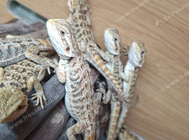 Baby bearded dragons