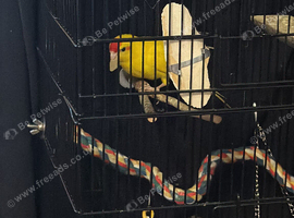 Female kakariki