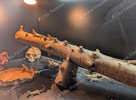 Baby bearded dragons (mixed)