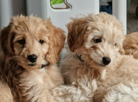 READ NOW Miniature Goldendoodle Puppy F1B