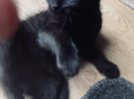 Last little girl looking for her forever home