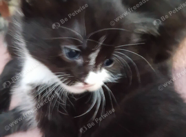 Kittens