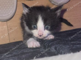 Kittens