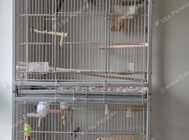 Birds free to a good home