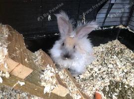 Two angora babies