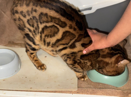Bengal boy for stud
