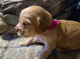 F1b Cockapoo Puppies