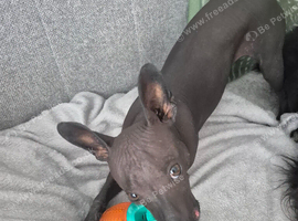 Mexican hairless zolo