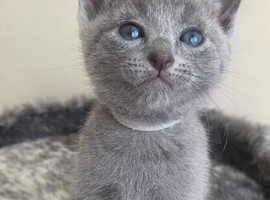Russian blue