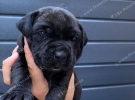 2 girls 1 boy cane corso puppies big and chunky