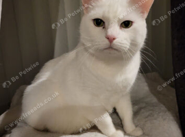 Pure white male cat
