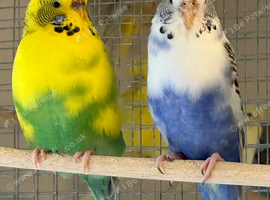 Budgies