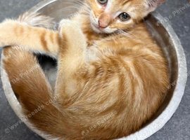 Male Ginger Kitten for Sale