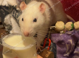 3 boy rats in desperate need for rehoming