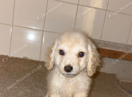 Cockerpoo