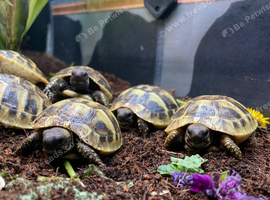 Hermann's Tortoise Hatchlings / Babies
