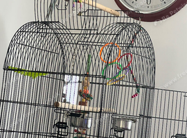 Female Quaker