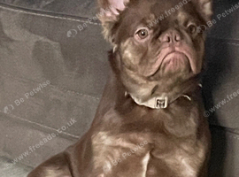 Fluffy French bulldog
