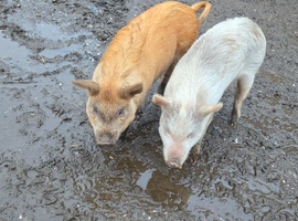 Female miniture pigs, must go together