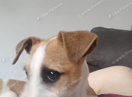 Jack Russell Puppy - Boy