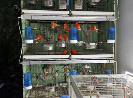 Breeding cage Glasgow