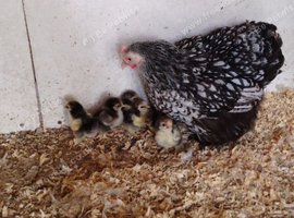 Silver laced Pekin hen and 8 chicks